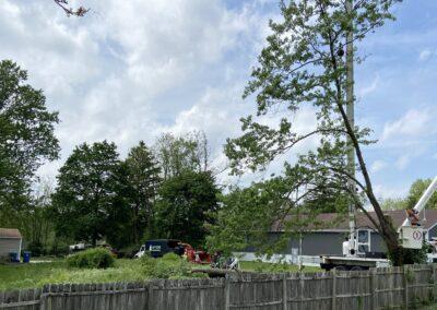 GP Tree Service experts removing a tree